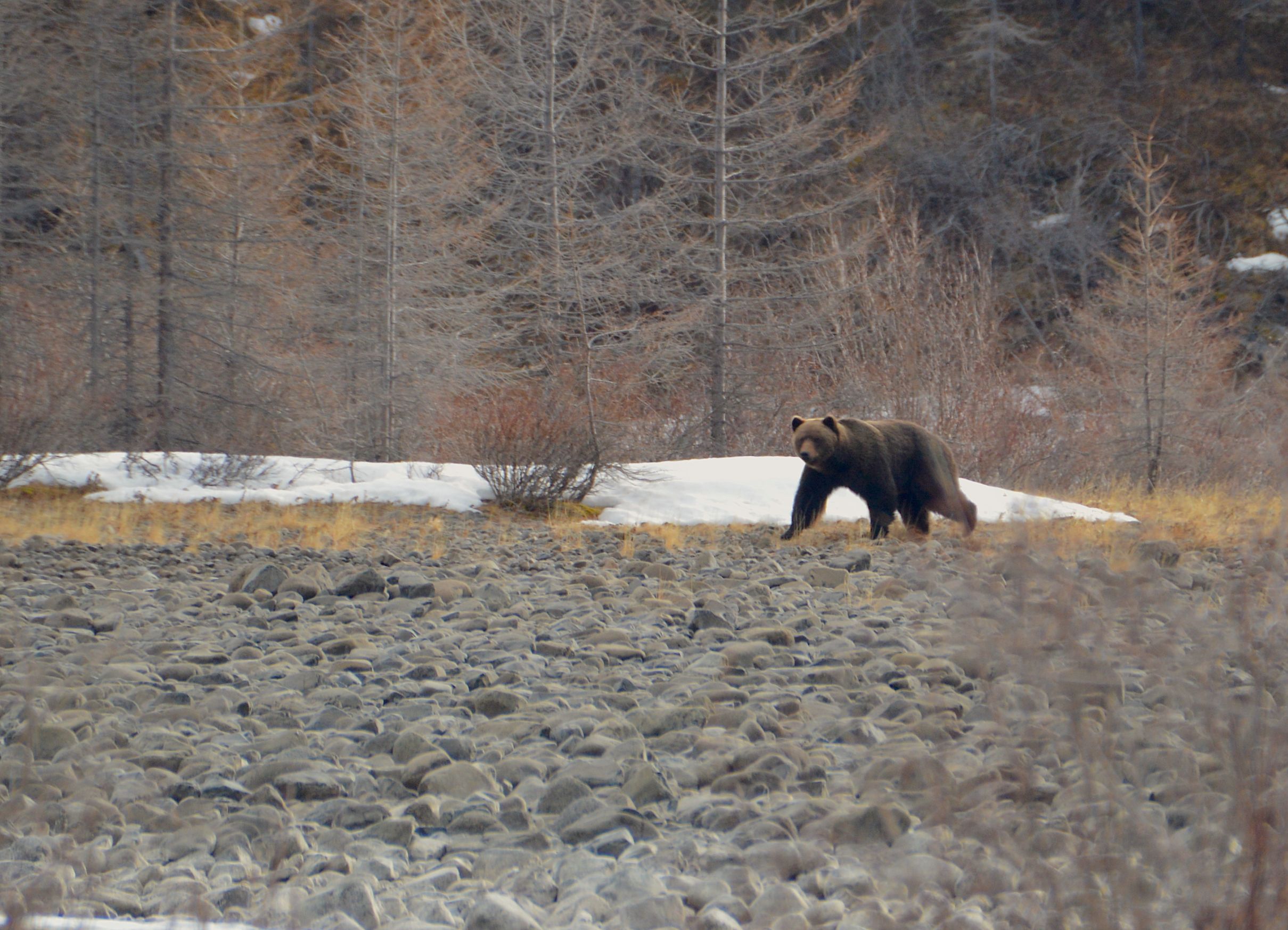 Медведь бурый Животный мир и природа Красноярского края